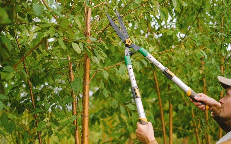 Tree trimming in Balsam, NC