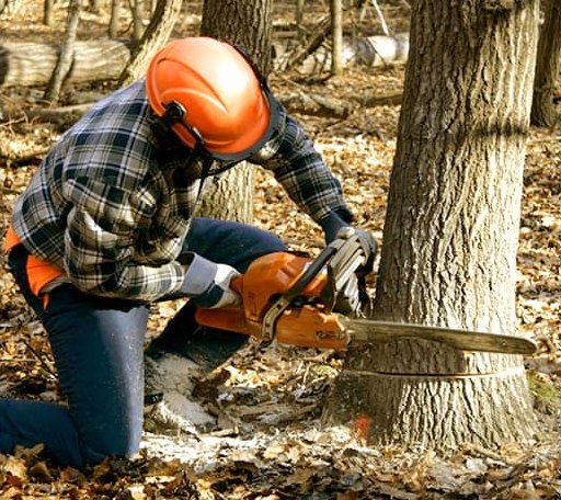 Tree Removal in Balsam, NC